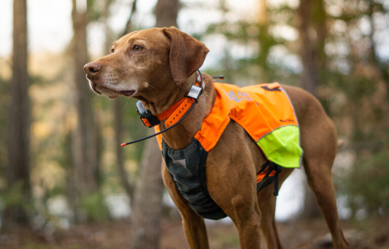 Dog Hunting Gear